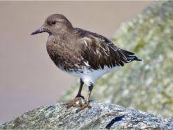 Black Turnstone
